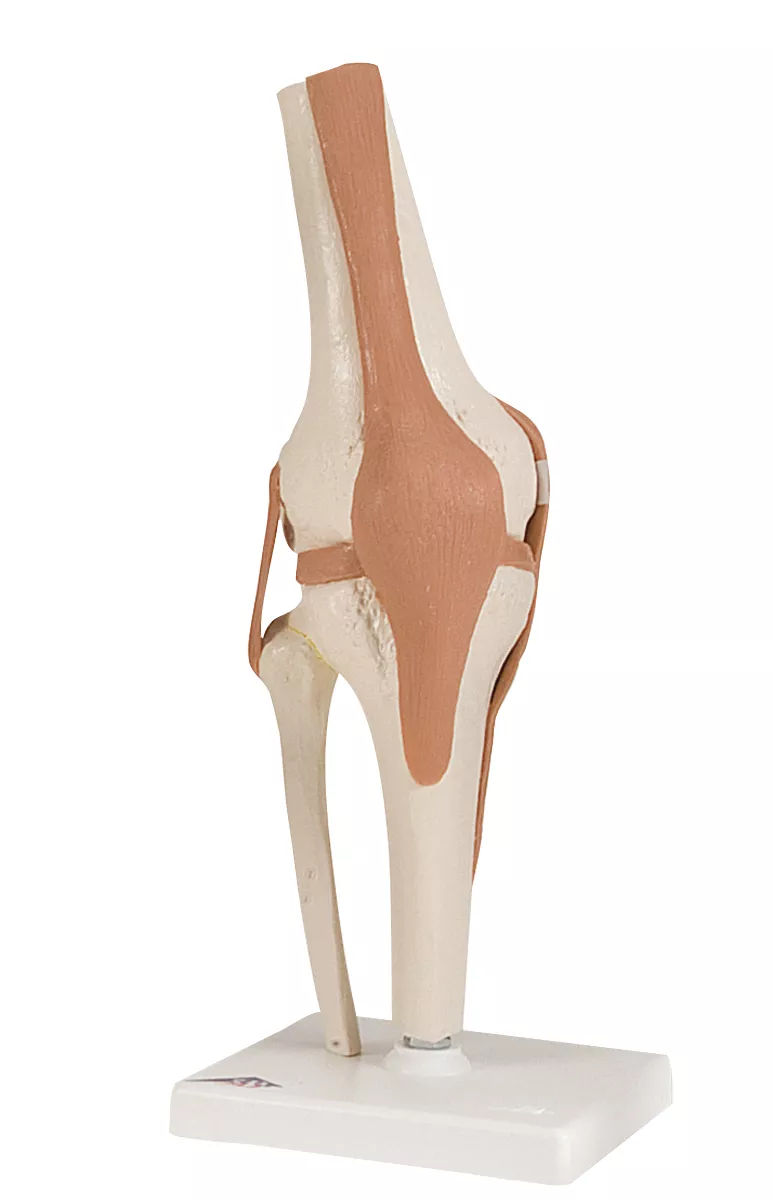 3B Scientific Anatomical Model – functional knee joint – Includes 3B Smart Anatomy