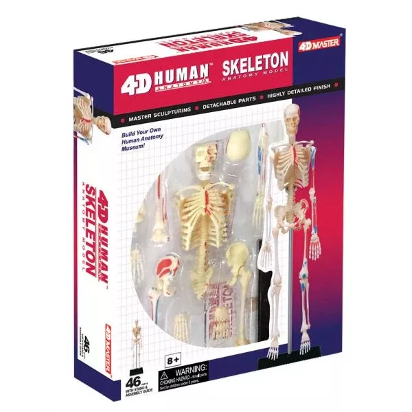 4D Human Skeleton