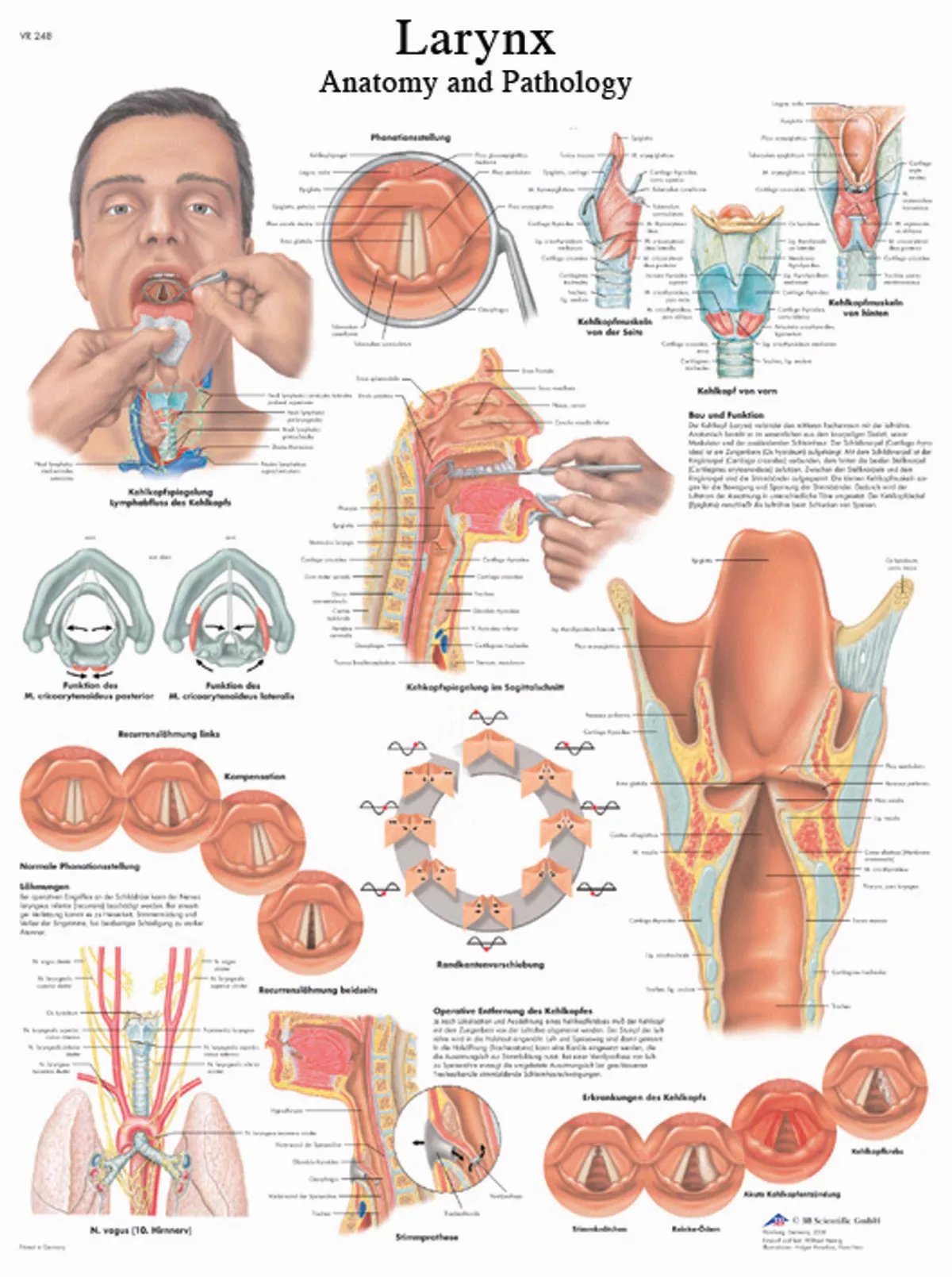 Anatomical Chart – larynx laminated