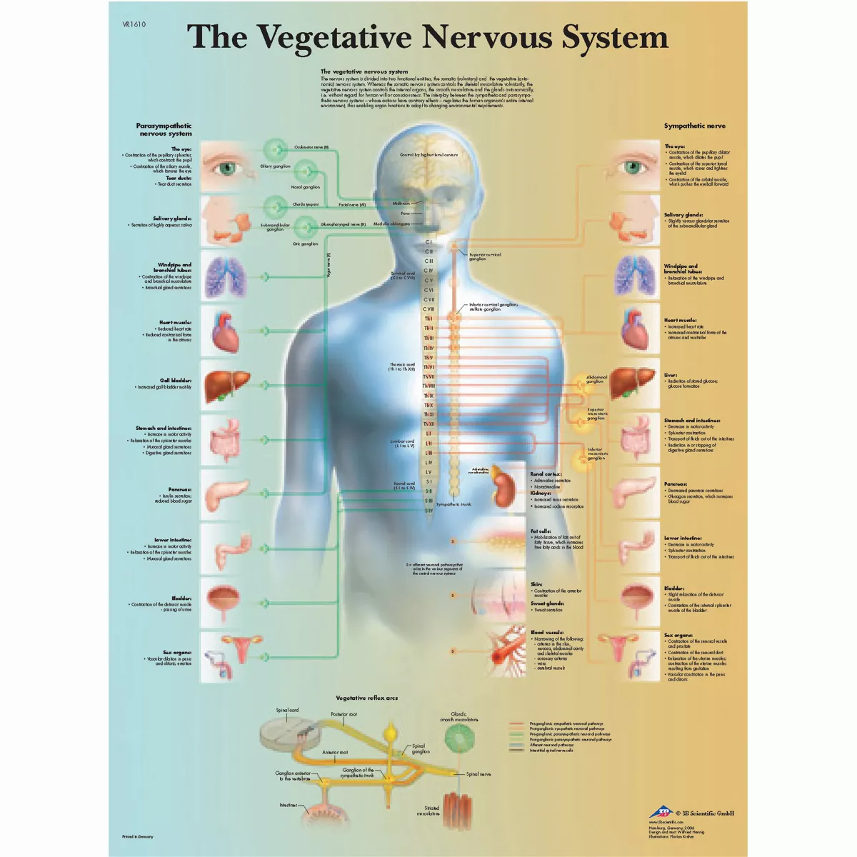 Anatomical Chart – vegetative nervous system laminated