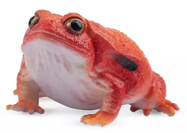 Frog - Tomato Frog (Toymany)