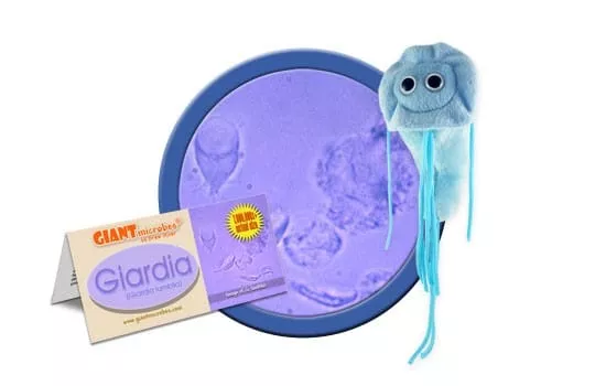 Plush Giardia