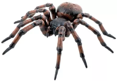 Spider - Common (Papo)