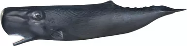 Whales - Sperm - Charlie (PNSO Gallery Series)